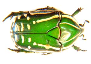 Rhabdotis semipunctata. 