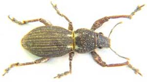 Sciobius sp.