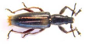 Neocimbus barbicauda