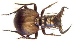  Manticora scabra. Klug.