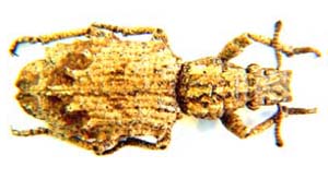 Weevil sp.