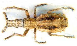 Weevil sp.