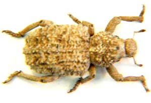 Weevil sp