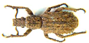 Weevil sp