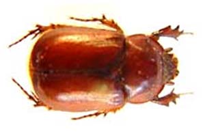 Dynastidae sp