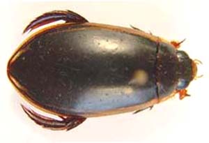 Cybister tripunctatus. (Water Beetle)