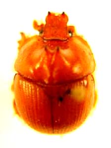 Bolboceratex coryphaeus.  Fabricius.