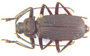 Navosomopsis feishtameili