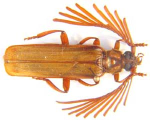 Neoclosterus argodi