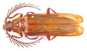 Neoclosterus lujae