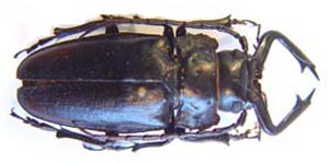 Notophysis forcipula.