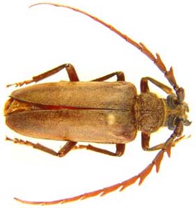 Prionidae sp.