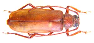 Trychophysis humbloti