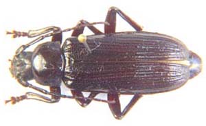 Aulacopus reticulatus