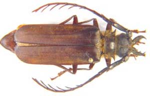 Ceratocentrus spinicornis