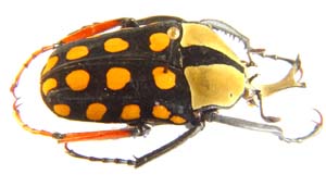 Amaurodes passerinii rufotibalis.