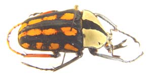 Amaurodes passerinii  rufotibalis. var