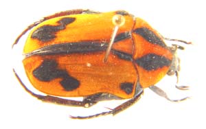 Atrichia placida var algoensis.