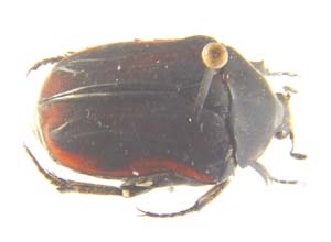 Atrichia placida var bugnioni.