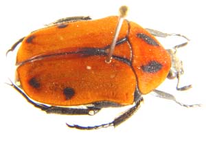 Atrichia placida.