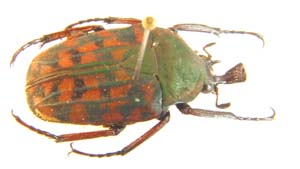 Ahpanochroa pseudincoides.