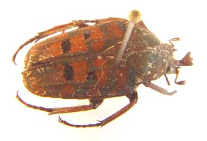 Aphanochroa overleati.