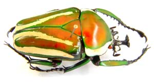 Dicronorhina derbyana layardi.Per. f rufino.