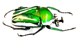 Dicronorhina derbyana layardi.Per. 