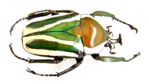 Dicronorhina derbyana layardi.Per. f bicolor.