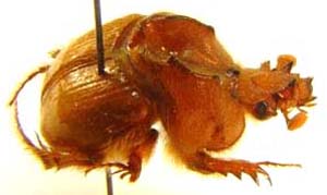 Geotrupidae sp