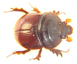 Geotrupidae sp.