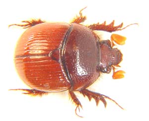 Geotrupidae sp.