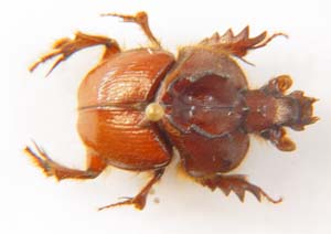 Geotrupidae sp