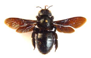 Xylocopa capitata.