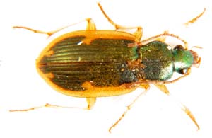 Chlaenius sp. no.01.