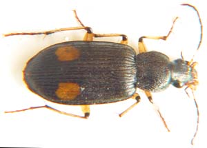 Chlaenius sp. no.02