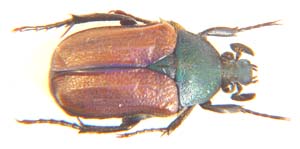 Raceloma jansoni.