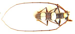 Olenecamptus triplagiatus.