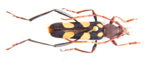 Xanthospila flavoplagata. Bair.