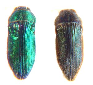 Acmaeodera sp.