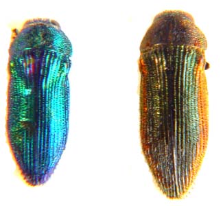 Acmaeodera sp.