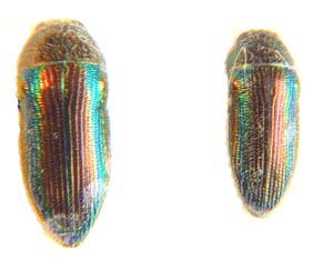 Acmaeodera sp.