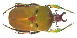 Compsocephalus kachowskii. Olsufiew.