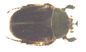 Dicellachilus Woodi f nigra.