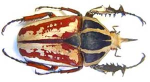 Mecynorhina ugandensis kuntzeni. Tesar.  var