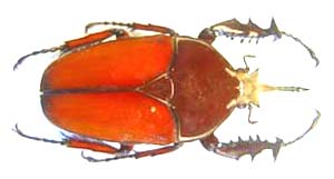 Mecynorhina ugandensis nickerli. Tesar.