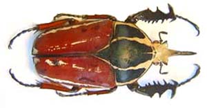 Mecynorhina ugandensis obenbergeri. Tesar.