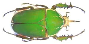 Mecynorhina torquata Immaculicollis. Kraatz.