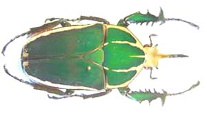 Mecynorhina torquata poggei. Kraatz.