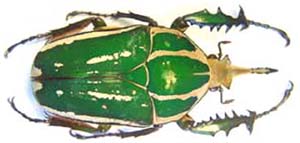 Mecynorhina torquata torquata . Drury.